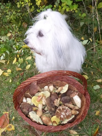 Houbařka II 1050657